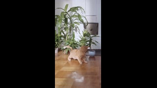 Cats playing