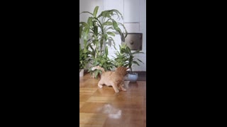 Cats fighting