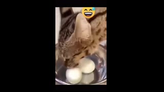 funy animal part 1