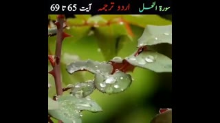 *تــــلاوتــ قــــــرآنــــ پــــــاکــــ* *اردو
