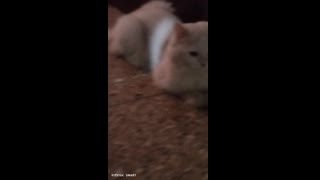 Cat face angles