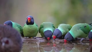 nice bird