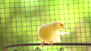 yellow bird with picturesque beauty could be