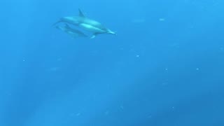 "Diving into the Fascinating World of Dolphins: Mysteries, Intelligence, and Aquatic Grace"