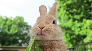 Beautiful and adorable rabbit enjoying a scenic view