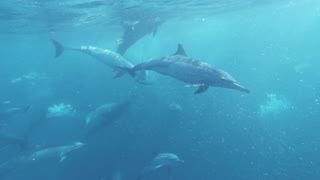 "Discovering the Enigmatic World of Dolphins: Intelligence, Elegance, and Marine Majesty"