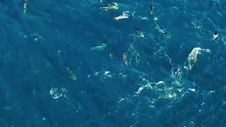 "Exploring the Wonders of Dolphins: Intelligence, Playfulness, and Oceanic Harmony"