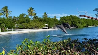 "Dolphins Unveiled: The Marvels of Their Intelligence, Sociability, and Oceanic Domain"