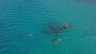 "Dolphins: Guardians of the Sea - Insights into Their Intelligence, Behavior, and Oceanic Realm"