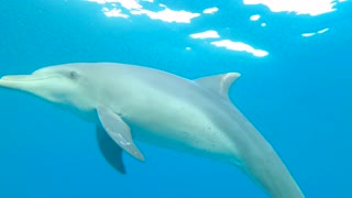 "Dolphin Delight: Unraveling the Mysteries of Their World and Wonders of Their Ways"