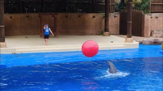 "Secrets of the Deep: Exploring the Enigmatic World of Dolphins"