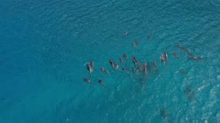 "Dancing with Dolphins: A Journey into Their Playful and Mysterious World"