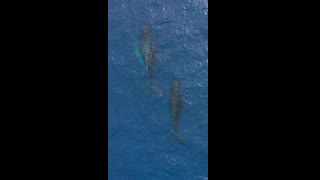 "Whispers of the Sea: Unlocking the Mysteries of Dolphins"