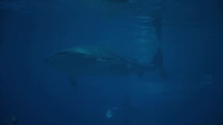 "Submerged Serenity: Discovering Nature's Hidden Treasures Below the Surface"