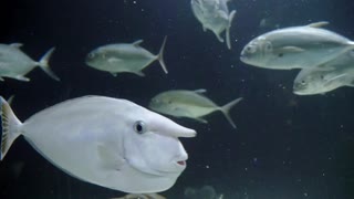 "Aquatic Symphony: Nature's Beauty Beneath the Waves"
