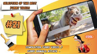 Compilation, funny videos / funny animals, attack - #21