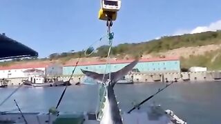 A huge tuna was caught on a fishing rod in the Kuril Islands