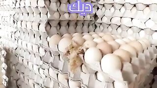 أحدهم خرج من المستحيل ليكون أقوى ديك