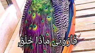 القران_الكريم