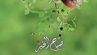 احلى صباح يا احلى صبايا