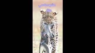 مشهد ملحمي مؤثر ????????