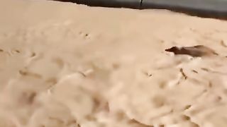 عملية إنقاذ بقرة