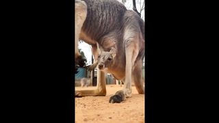 ماذا يوجد داخل جبعتك⁉️