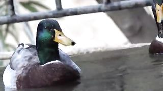 أصوات جميع الحيوانات