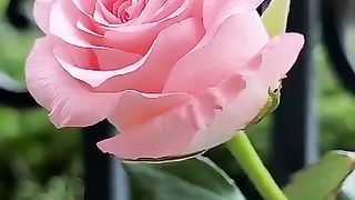 Fleur