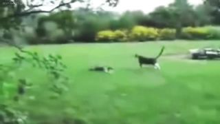 Best Fanny cat