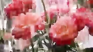 Les fleurs