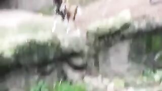 Wild Dogs see a Domesticated Dog