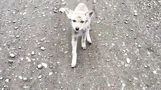 Coyote pup rare find