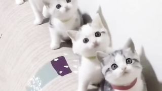 Cute cat's