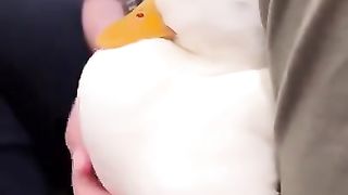 Duck enjoying pets