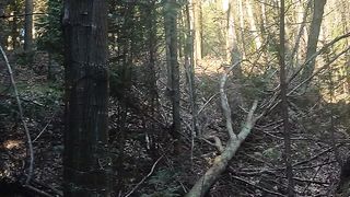 En el monte ⛰️ Entre árboles