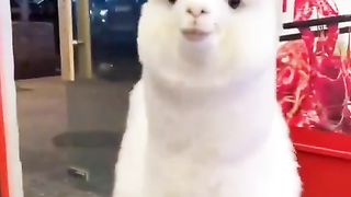 Just an Alpaca strolling in the neighbourhood.