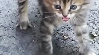 How to get a cat correctly