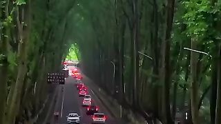 The magical tree tunnel in China ????????