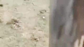 This parrot has unusual baby birds