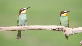 Two European bee-eaters (Merops apiaster) perched on a branch