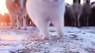 Shepherd cat