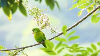 Orange-chinned parakeet, parrot bird, resting tree branch in Colombian jungle