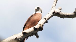 Sacred Kite or Red-backed Sea Eagle - video