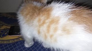 Baby cat