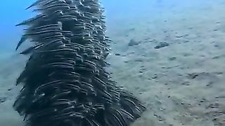 School of fish form to create a large sea creature
