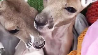 Best friends Biscuit and Connor. Orphans keeping each other happy, snuggly and feeling safe.