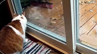 Fanny cat