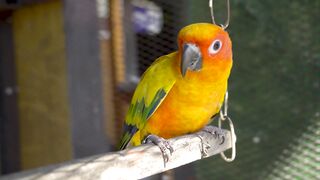 Sun Conure Parrot" or "Beautiful Bird