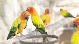 Farm Sanctuary Serenade: Daytime Resting with Sun Conures & Green Cheek Parakeets
